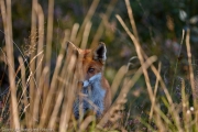 2013_Veluwe_50D-IMG_3209