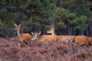 2013_Veluwe_50D-IMG_3520