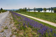 Radtour an der Donau - hinter Straubing auf dem Donauradweg