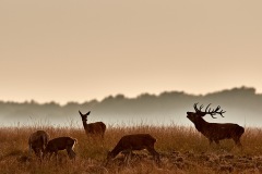 06-Hoge Veluwe 2017
