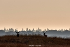 29-Hoge Veluwe 2017