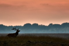 33-Hoge Veluwe 2017
