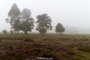 03-Hoge Veluwe 2017