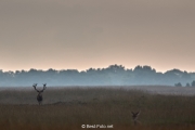 04-Hoge Veluwe 2017