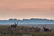 05-Hoge Veluwe 2017