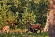 11-Hoge Veluwe 2017