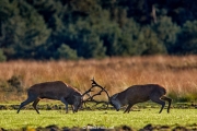 27-Hoge Veluwe 2017