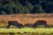 28-Hoge Veluwe 2017