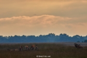 31-Hoge Veluwe 2017