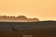 32-Hoge Veluwe 2017