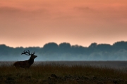 33-Hoge Veluwe 2017