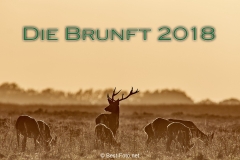 2018- Hoge Veluwe-00