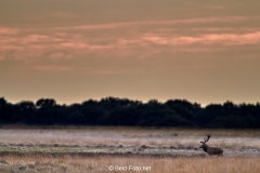 2018- Hoge Veluwe-07
