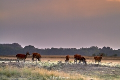 2018- Hoge Veluwe-08