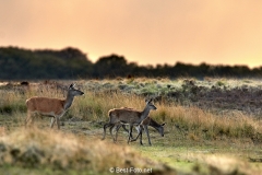 2018- Hoge Veluwe-09