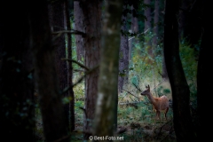 2018- Hoge Veluwe-18