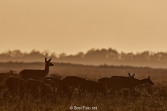 2018- Hoge Veluwe-21