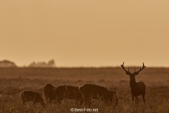 2018- Hoge Veluwe-22