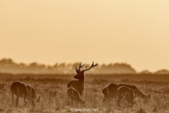 2018- Hoge Veluwe-23