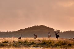 2018- Hoge Veluwe-30