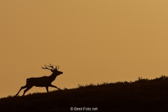 2018- Hoge Veluwe-34