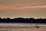 2018- Hoge Veluwe-07