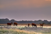 2018- Hoge Veluwe-08