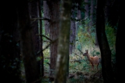 2018- Hoge Veluwe-18