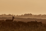 2018- Hoge Veluwe-21