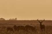 2018- Hoge Veluwe-22