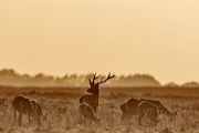 2018- Hoge Veluwe-23