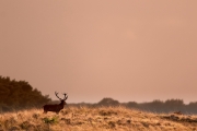 2018- Hoge Veluwe-31