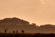 2018- Hoge Veluwe-33