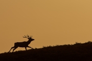 2018- Hoge Veluwe-34