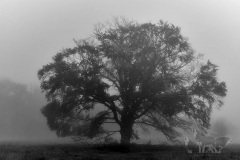 2023-Hoge-Veluwe-ER6_0844