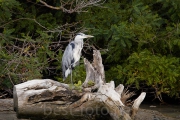 2012_Camargue-0479