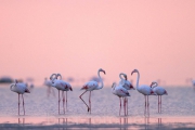 2012_Camargue-0540