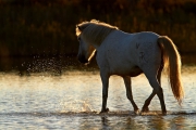 2012_Camargue-0646