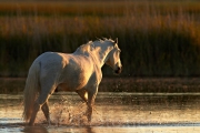 2012_Camargue-0654