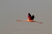 2012_Camargue-0670