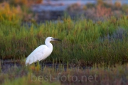 2012_Camargue-0733