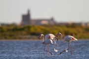 2012_Camargue-0839