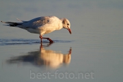 2012_Camargue-0873