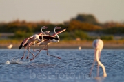 2012_Camargue-0878