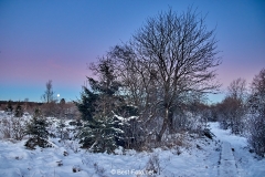 Winternacht im Hohen Venn kurz vor Sonnenaufgang