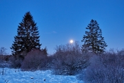 Winternacht im Hohen Venn