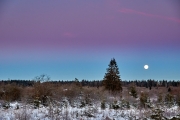 Winternacht im Hohen Venn kurz vor Sonnenaufgang