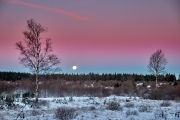 Winternacht im Hohen Venn kurz vor Sonnenaufgang