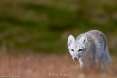 001-2014_Dovrefjell-IMG_0151