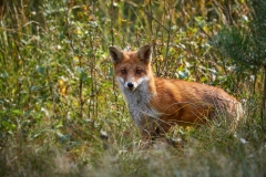 Fuchs1